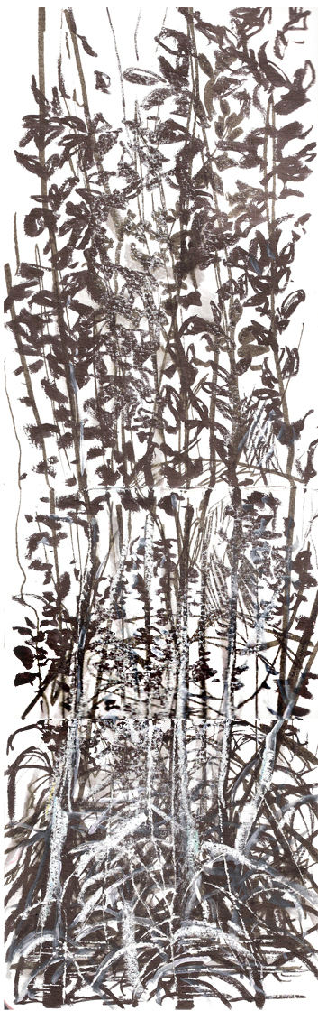 Mangrove - Ao Thalane - Krabi Mangrove - Ao Thalane - Krabi