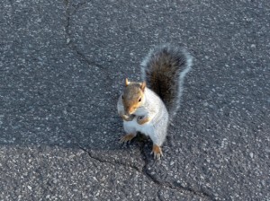 Petit écureuil gris à Central Parc