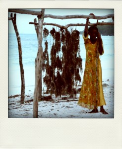 Algues séchant au soleil, Kiwengwa, Zanzibar