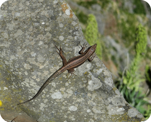 Lézard à Madère Lézard à Madère